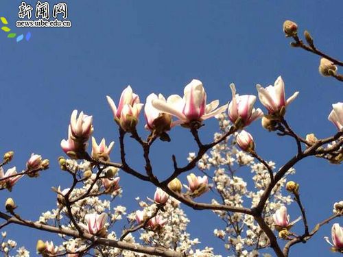 [图片] 美丽惠园随手拍（一）