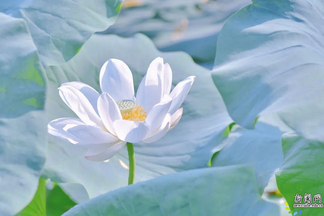 盛夏贸大，“荷”你有约
