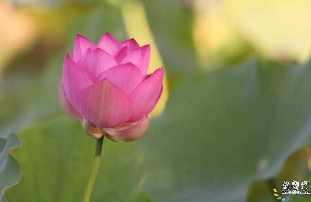 盛夏贸大