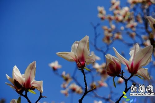 春满校园（摄影 成召国 研究生部）