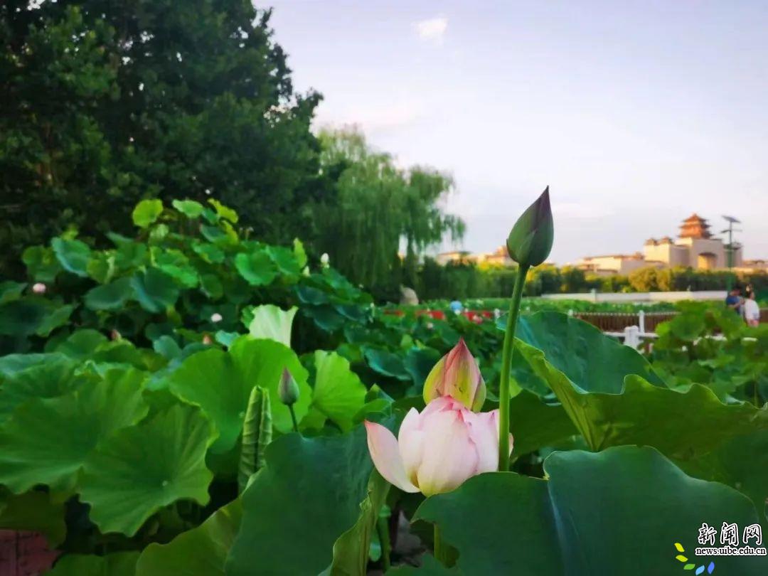 夏日巡回 菡萏初放