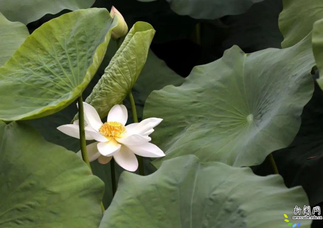 盛夏贸大
