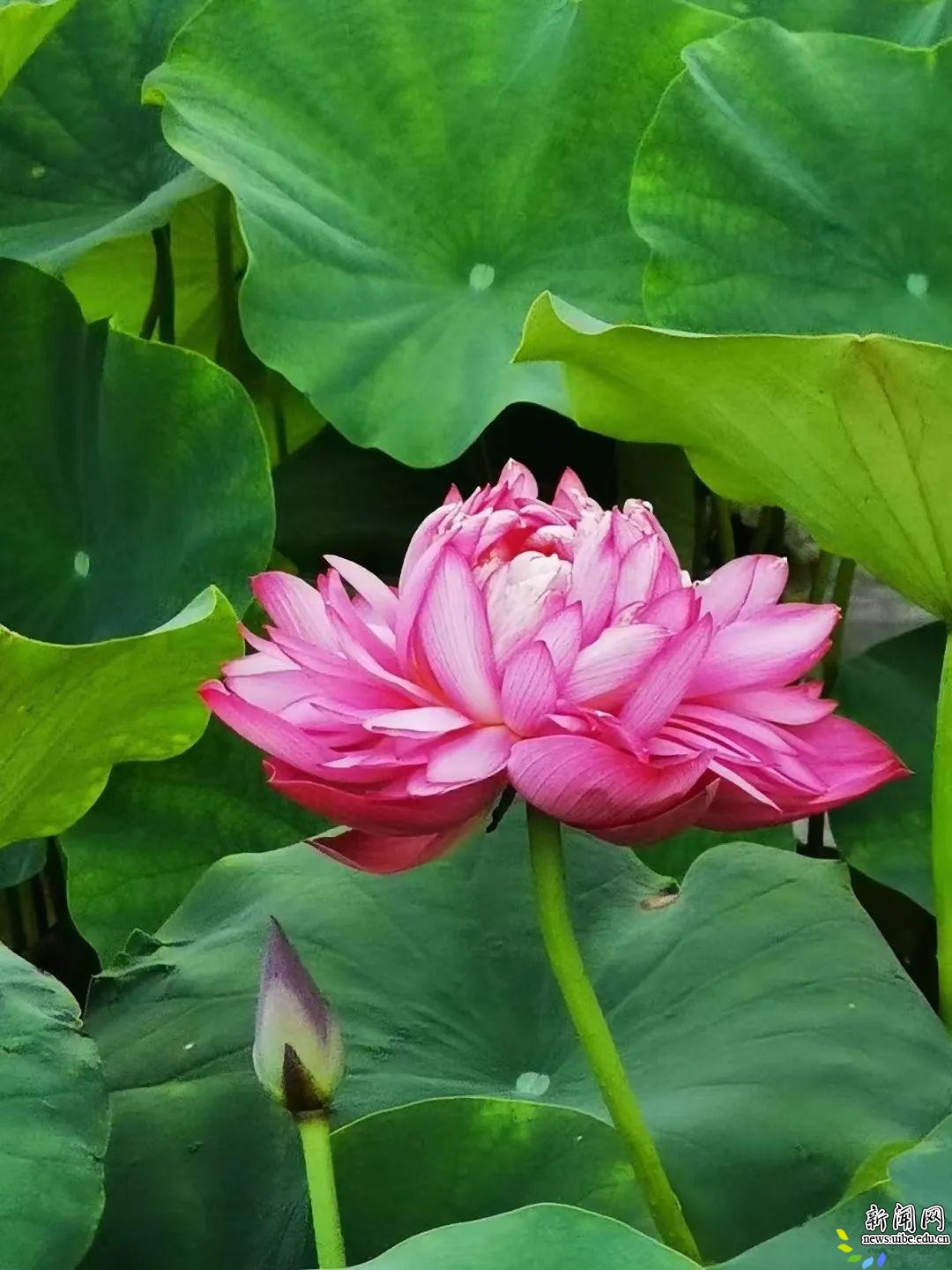 青绿之间 暗香浮动