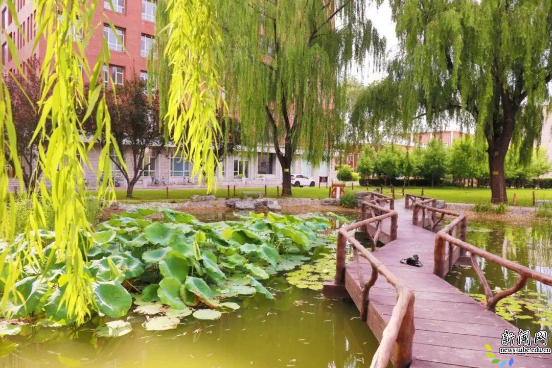鱼戏荷圆 鸭鸣浅浅