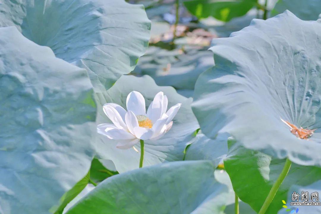 盛夏贸大