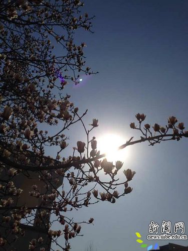 百花报春（摄影 宣传部 张小锋）